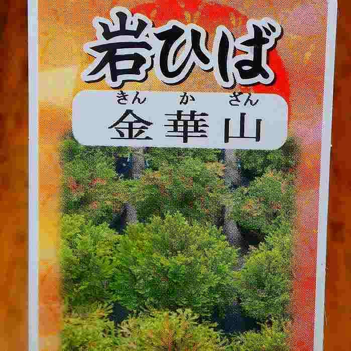 Amazon | 岩ひば 苗 金華山 2.5号 イワヒバ 岩ヒバ 山野草 盆栽 230523