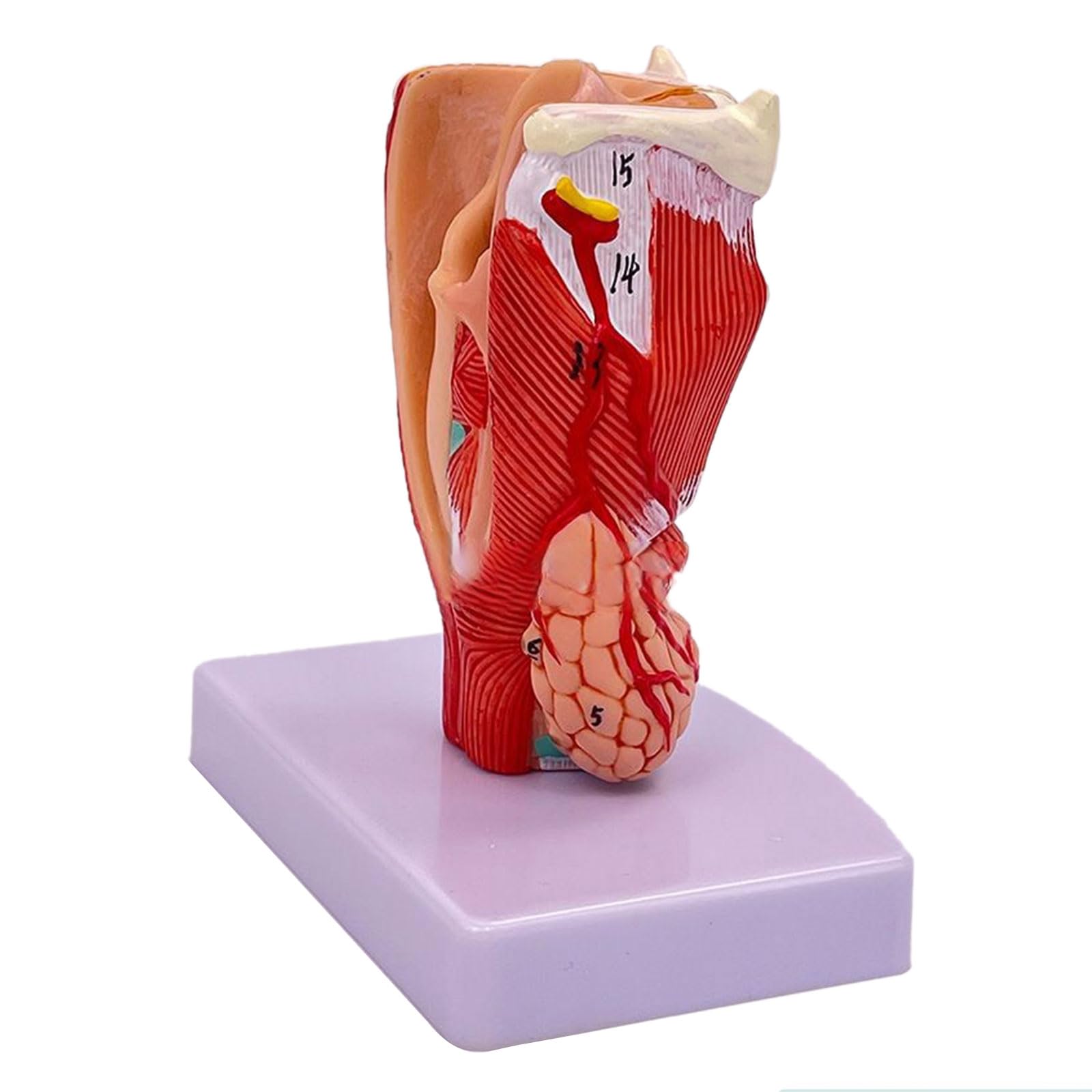 Modèle anatomique de larynx amovible - Modèle d'anatomie de la gorge humaine - Taille réelle - Accessoire d'enseignement pour étudiants - Cordons vocaux larynx