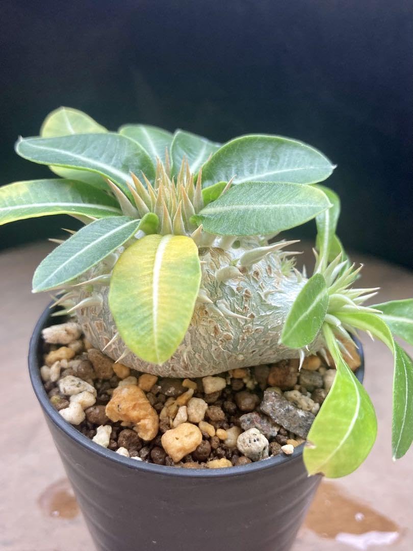 Amazon.co.jp: 塊根植物 パキポディウム エニグマティクム