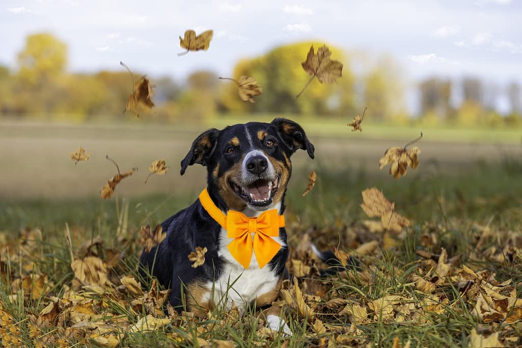 Süßes Halsband Mit Fliege Oder Matrosenschleife Für Kleine Hunde & Katzen – Baumwolle, Verstellbar, Mit Goldschnitt