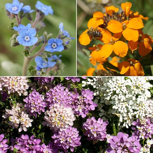 Image of Ferry-Morse Knee-High Bulk Wildflower Seeds, 440,000+, 1 lb
