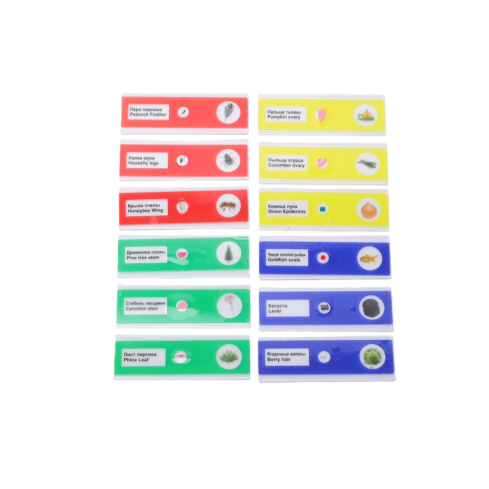 Microscopio Biológico 40X-400X con Iluminación LED Dual para Niños Que Aprenden Educación Stem Portátil