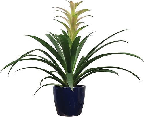 Miniatura 1 de Garden & Home - Jarrón de cerámica decorativo para interiores de 7 pulgadas para jardín, porche, decoración del hogar, ideal para suculentas,