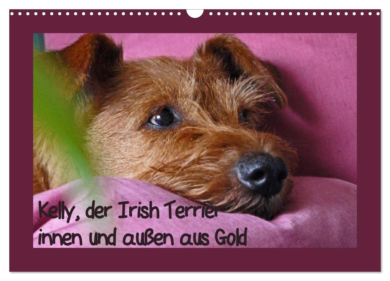 Calendar 2027 · US Version · Kelly the Irish Terrier - gold inside and out