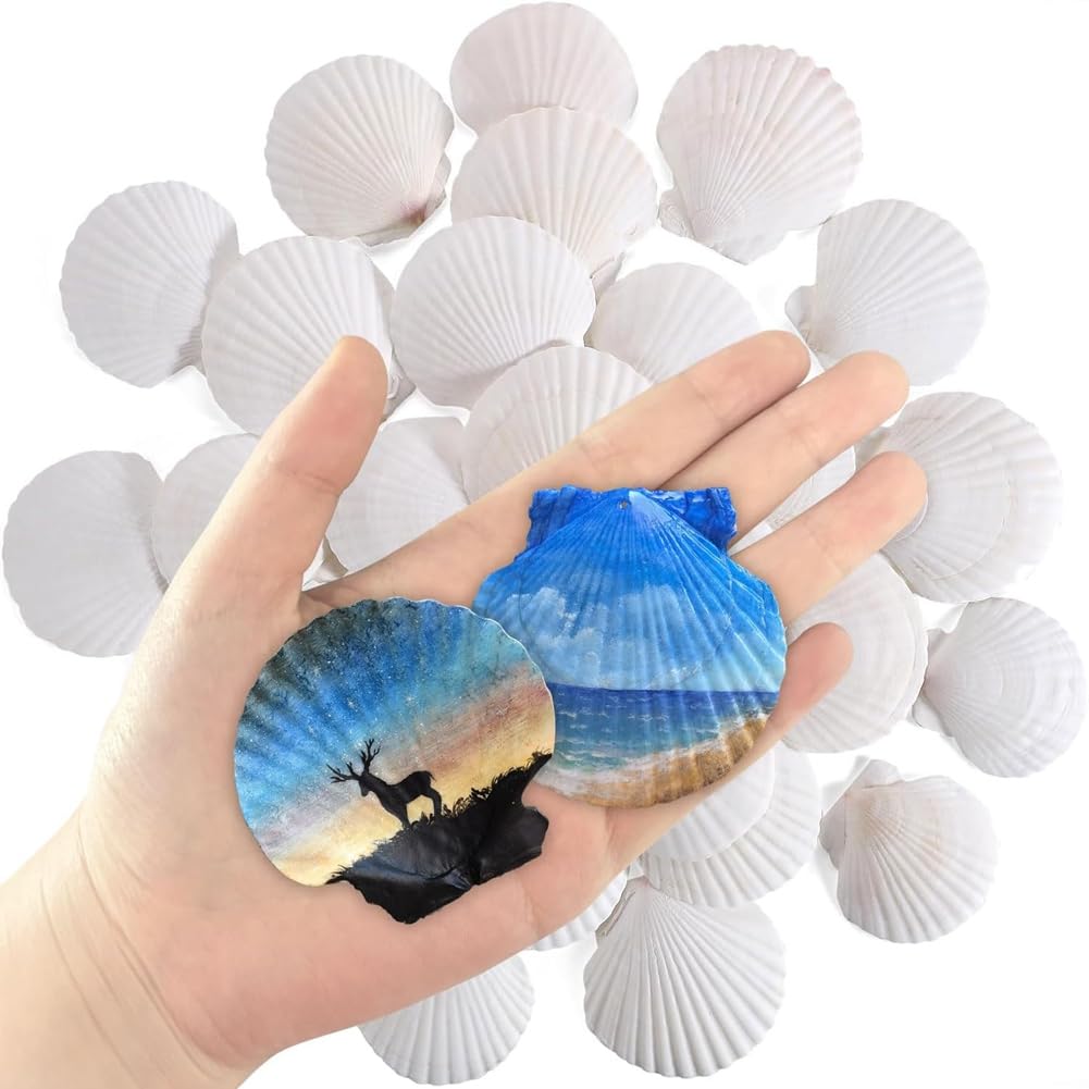 CTRLZS 30 Pcs Natural Scallop Shells 2-3 Inch White Seashells for Crafts DIY Painting and Ocean Summer Beach Wedding Home