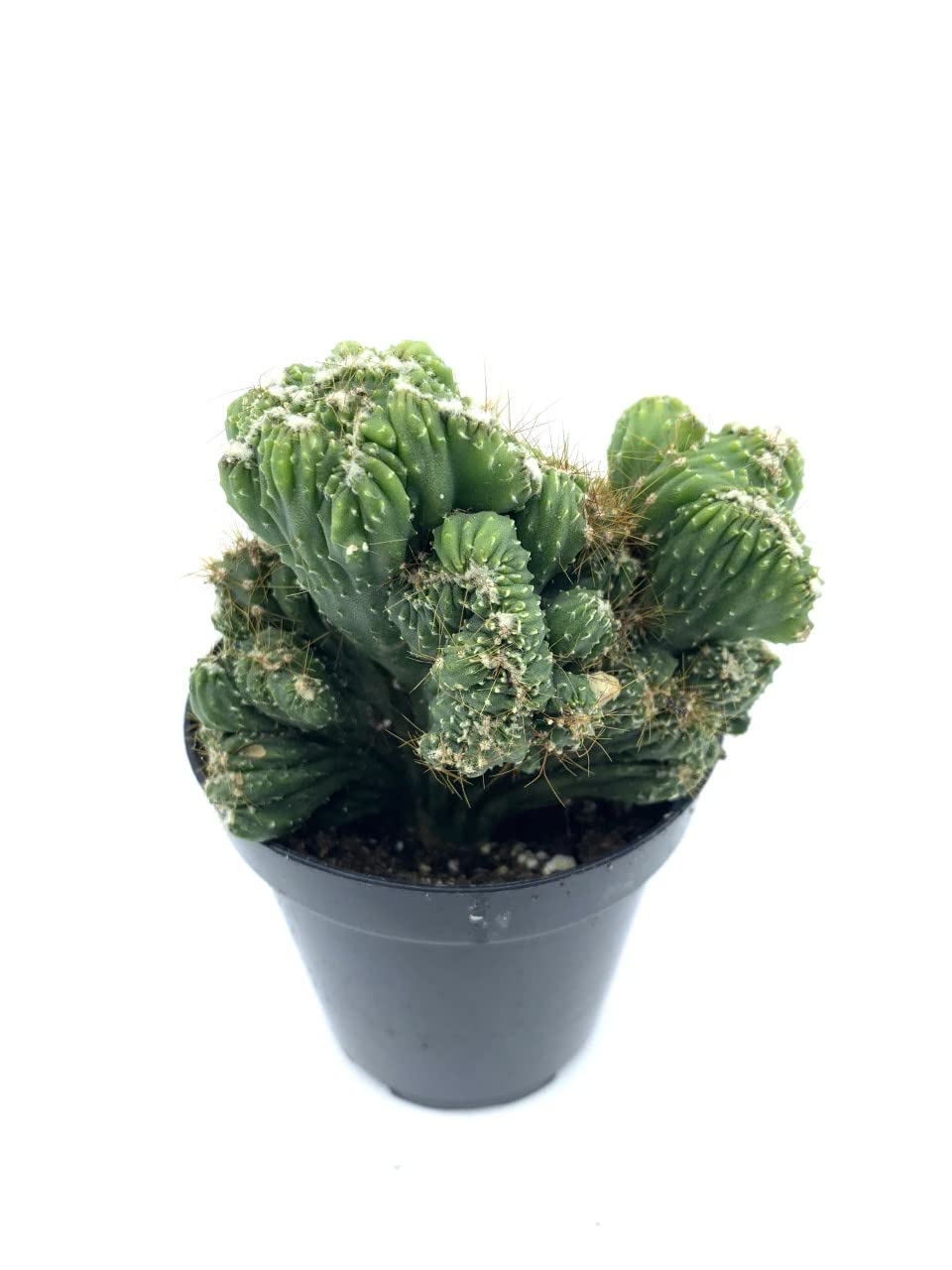 Live Cactus Succulent Cereus Duende