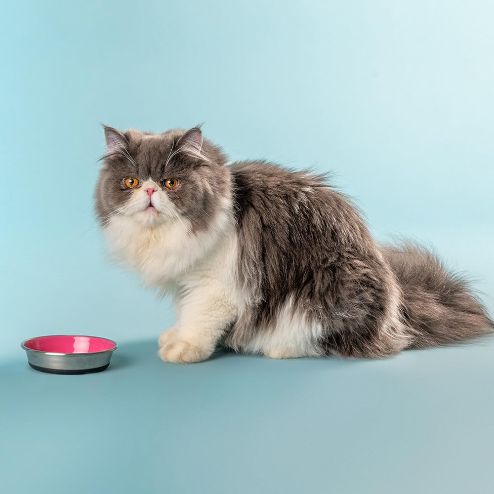 HUFT Slurp Kitten Bowl β Pink, Small | Feeding Bowl for Kittens & Puppies | Durable & Lightweight | Easy to Clean | Ideal for Food & Water for Kittens Daily Use 4