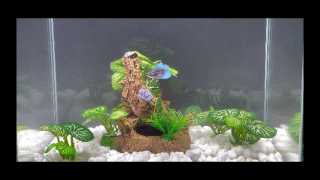 Betta Tank Decoration Guide: Ultimate Tips for Stunning Aquariums