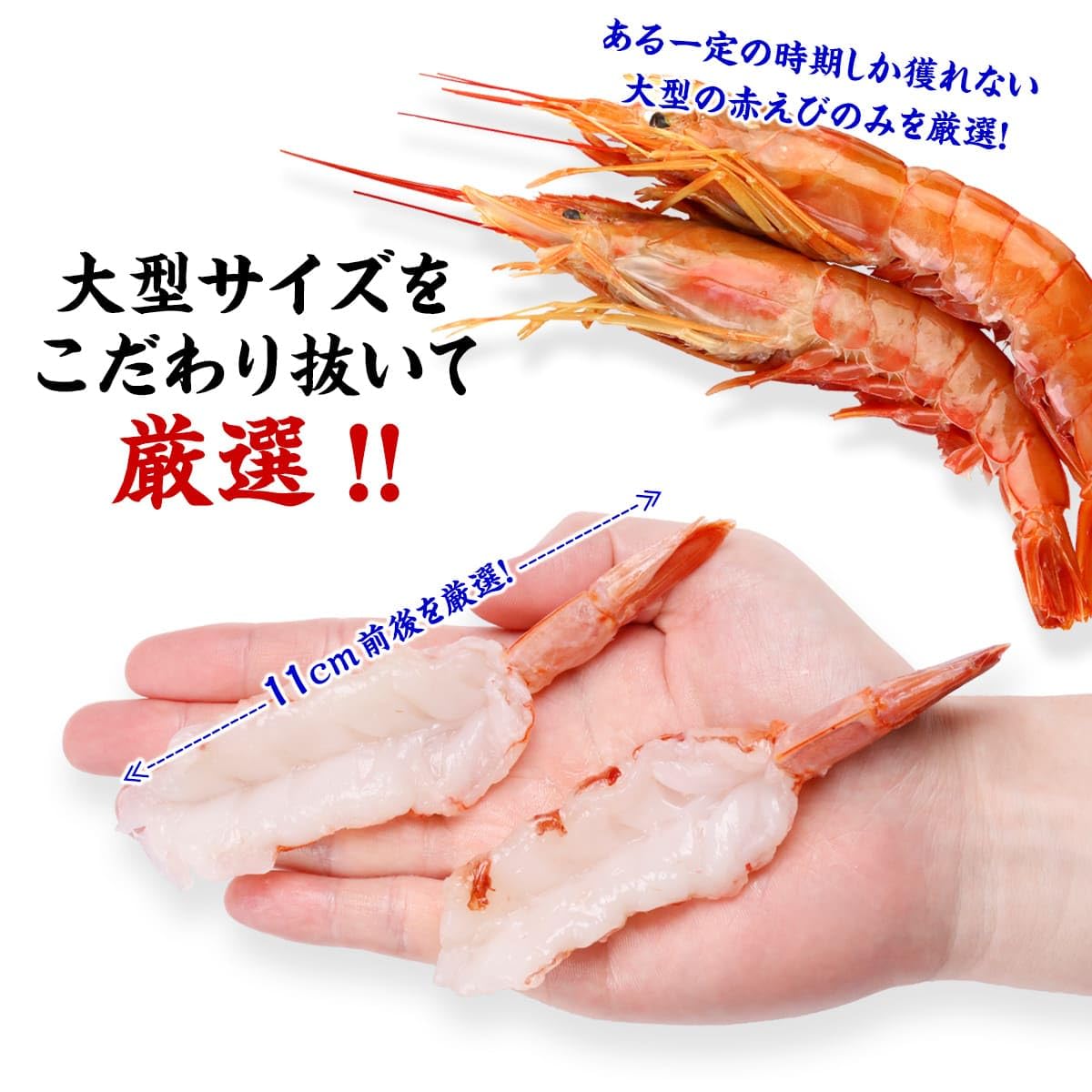 Amazon.co.jp: 甲羅組 ジャンボサイズ11cm前後！特大赤えび開き