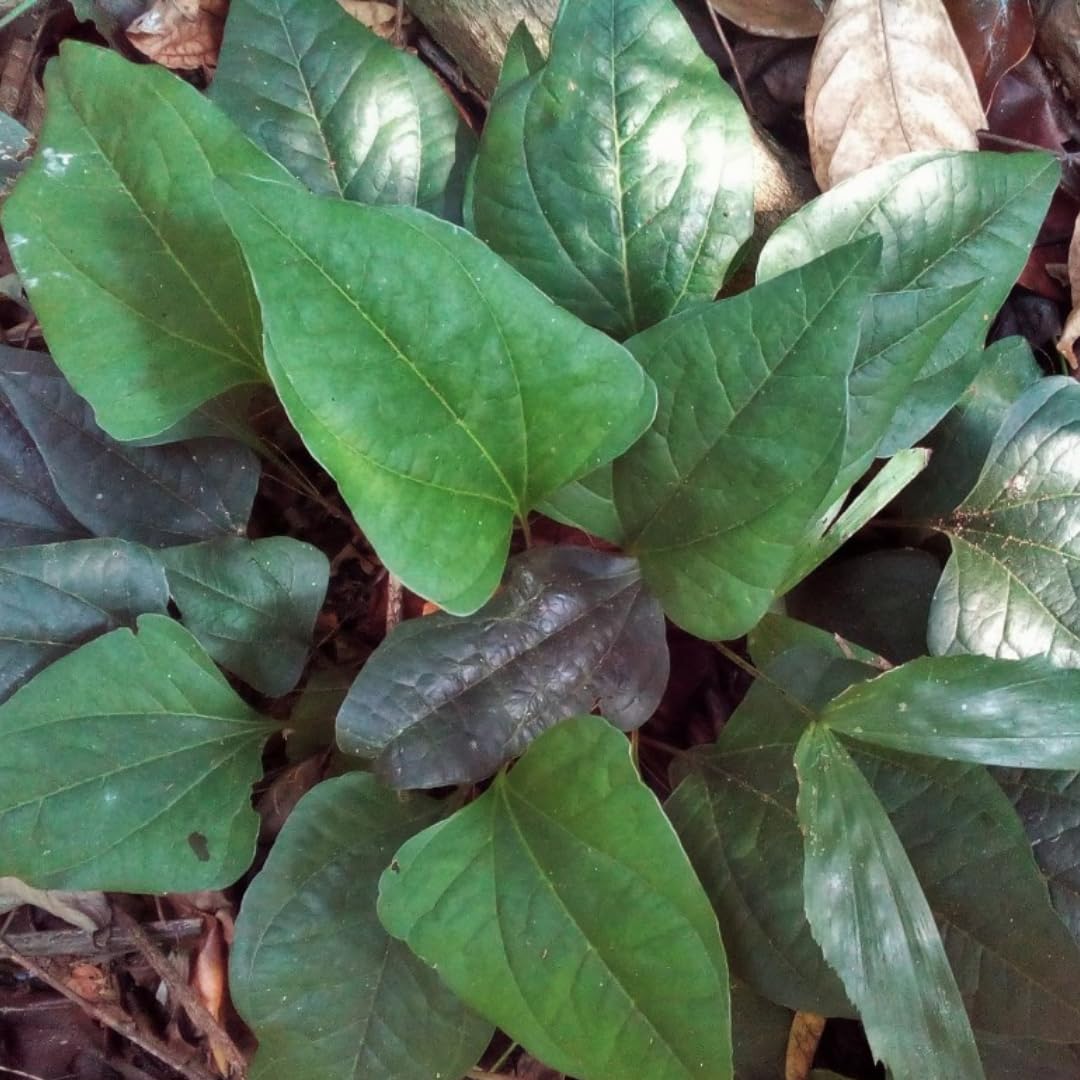 See full amazon price history chart for M-Tech Gardens Arogyapacha Medicinal Herb Plant (Trichopus zeylanicus, Arogyapacha) Exotic 1 Live Medicinal Plant M-Tech Gardens Arogyapacha Medicinal Herb Plant (Trichopus zeylanicus, Arogyapacha) Exotic 1 Live Medicinal Plant (B07YL2QJJJ) Amazon Price History, Amazon Price Tracker