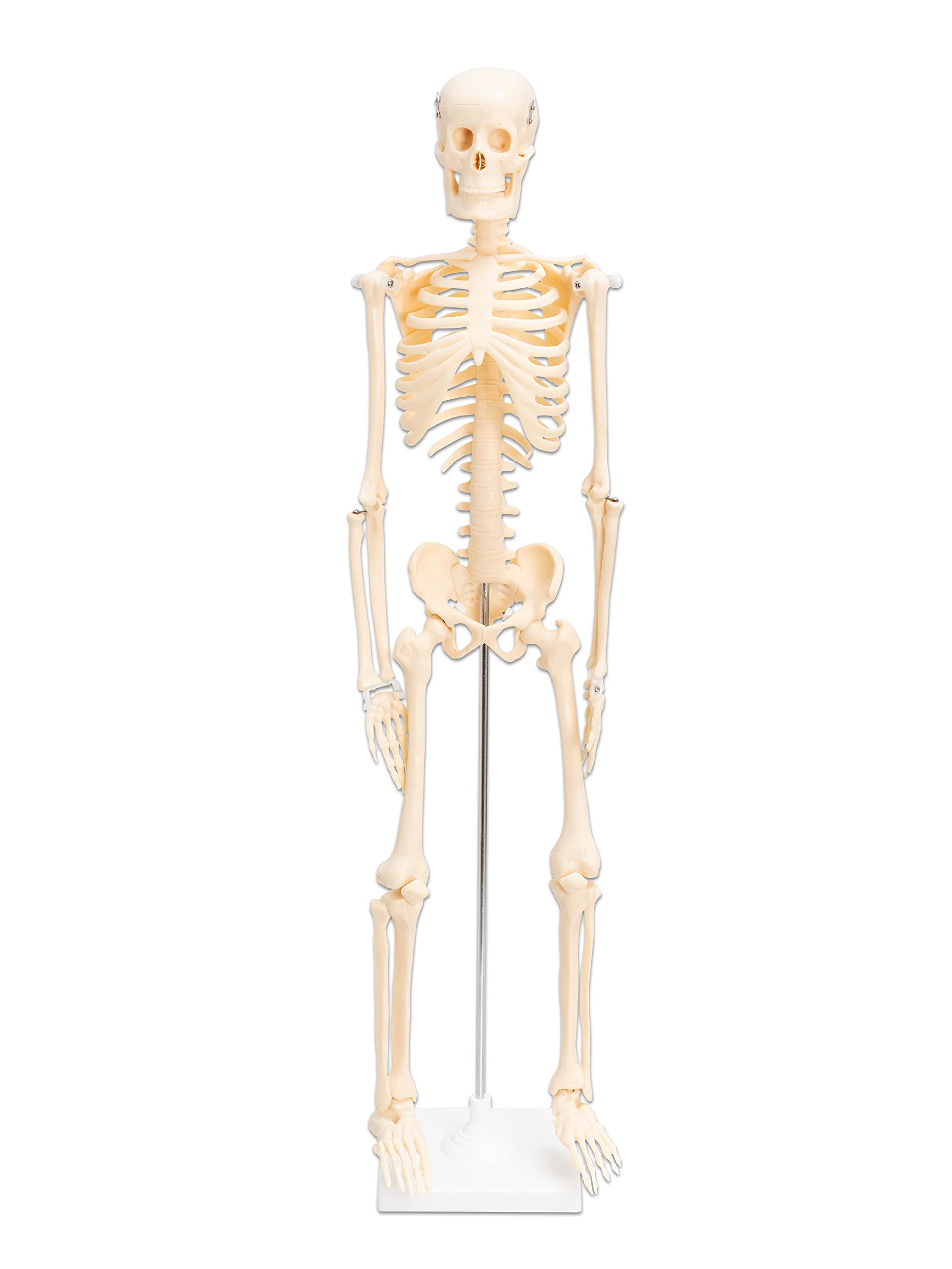 Betzold - Anatomie Skelett 80 cm, menschliches Modell - Anatomiemodell Biologie