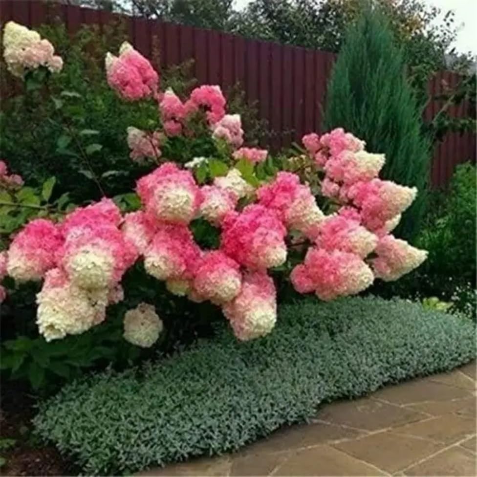Live Plant Vanilla Strawberry Hydrangea Tree Live Plant Pink and White Flowering Shrub Live Garden Plant - Ships Bare Root