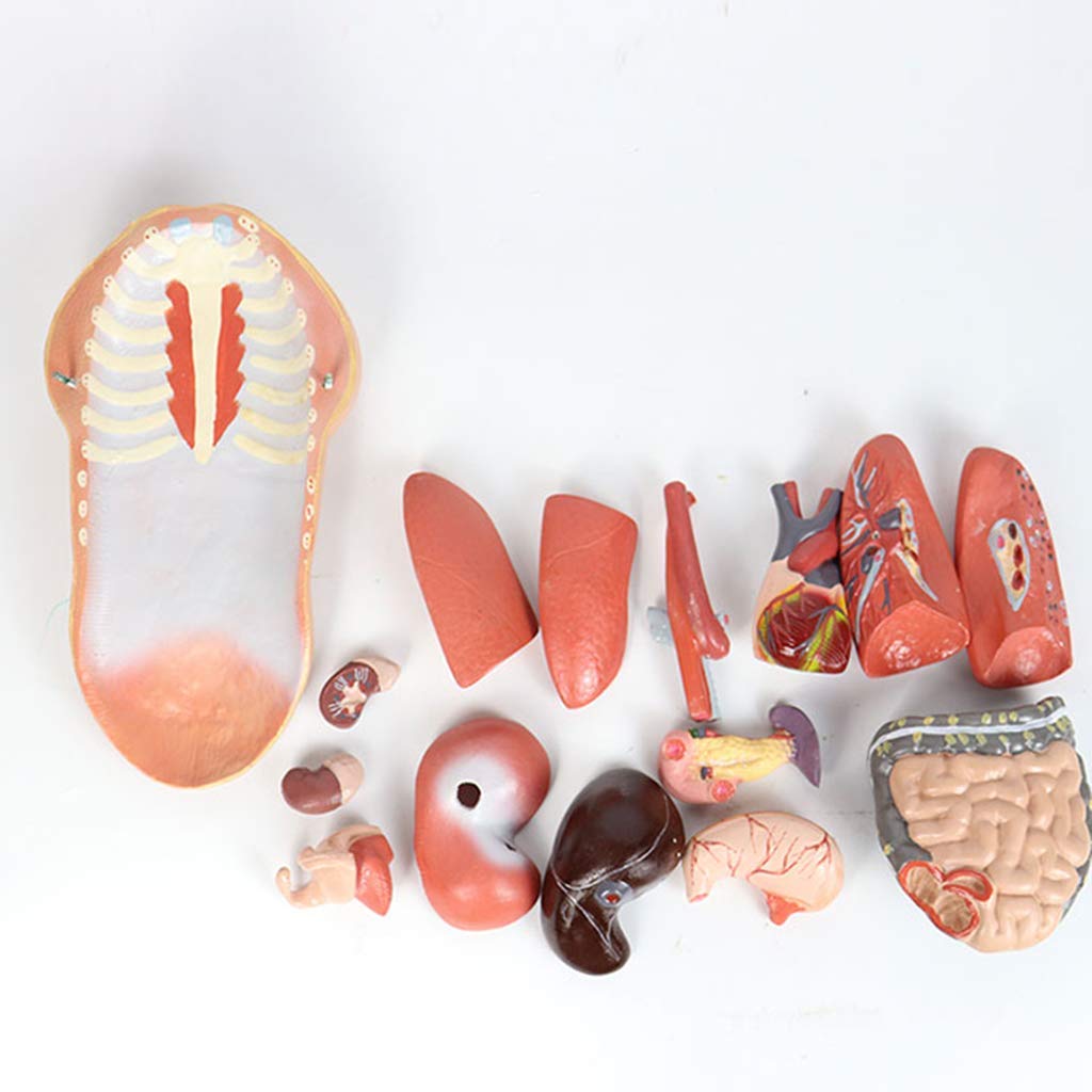Modelo De Torso De 45 Cm - Modelo Anatómico del Torso Humano - Modelo De Ciencia De Órganos Internos Humanos Descomponibles - para Ayuda De Formación Educativa Médica, Equipo De Laboratorio