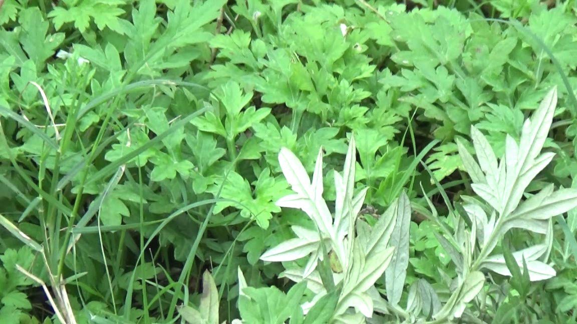 See full amazon price history chart for Plantzoin Indian wormwood Majtari Artemisia indica Dayana Live Plant Plantzoin Indian wormwood Majtari Artemisia indica Dayana Live Plant (B09B6B5QLK) Amazon Price History, Amazon Price Tracker