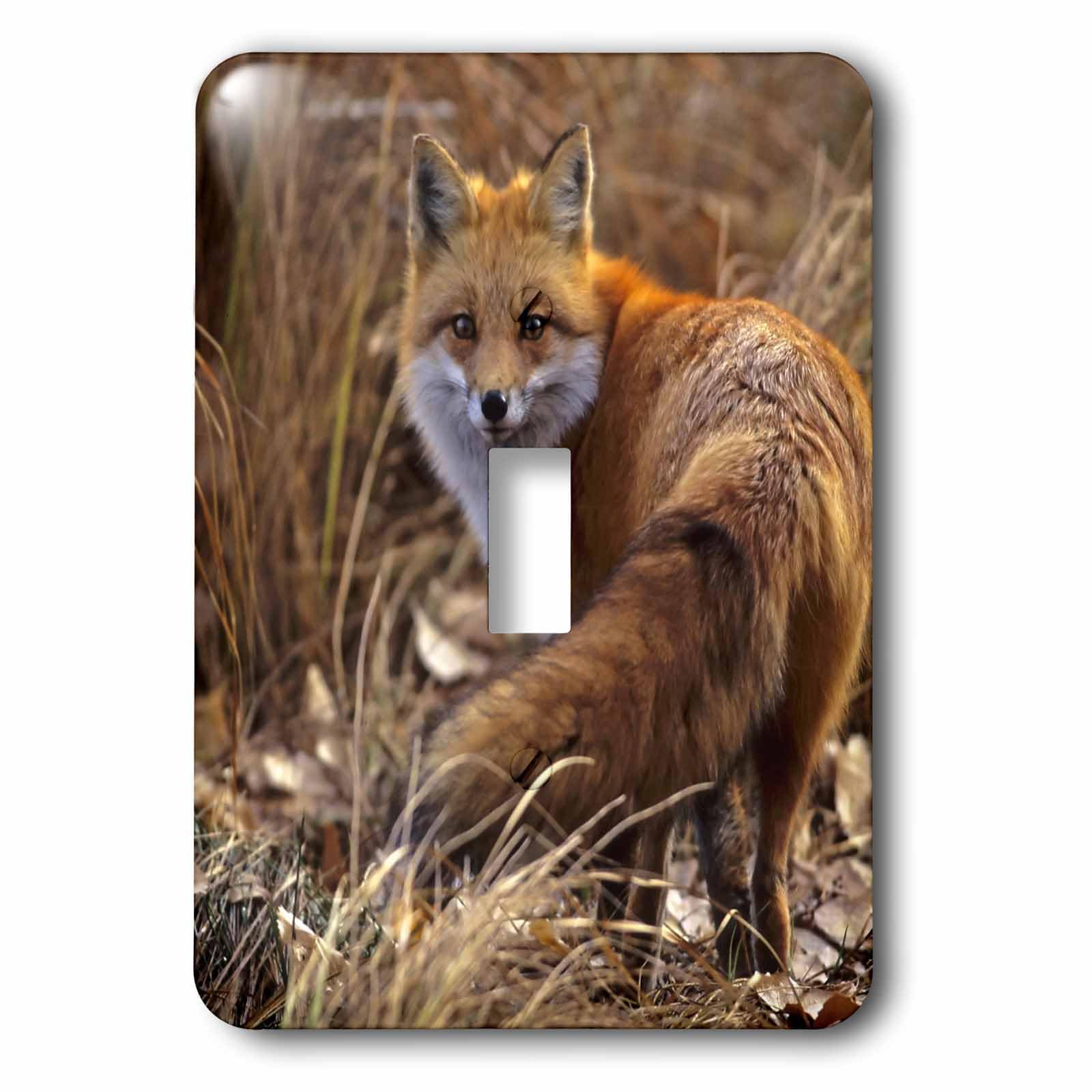 Interrupteur à bascule unique 3dRose Colorado Red Fox à haute résistance