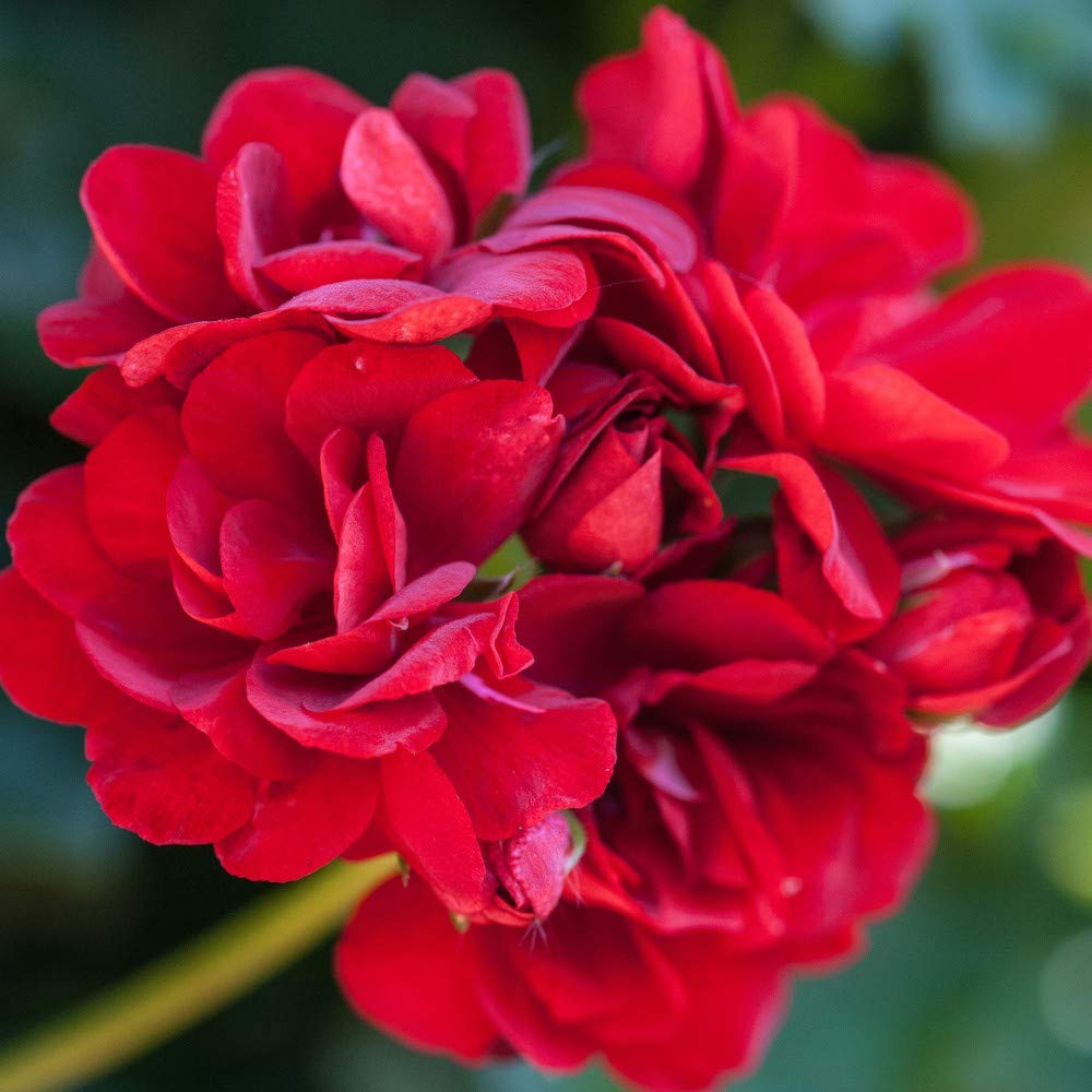 Geranium 'Red Polly', Pelargonium, Rosebud Geranium, 10x Jumbo Plug Plants