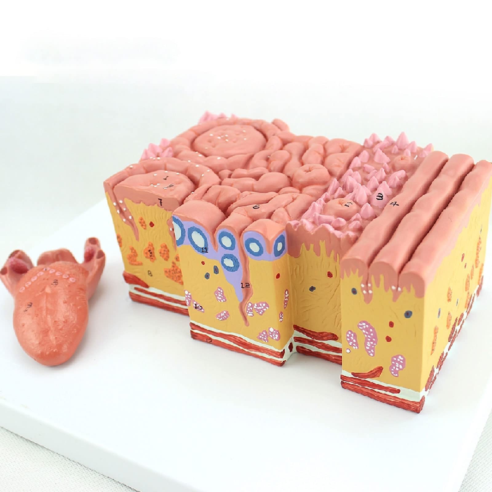Modelo De Anatomía De La Lengua Humana Recubrimiento De La Lengua Lengua Papila Palas Gustativas Enseñanza De Gastroenterología Oral