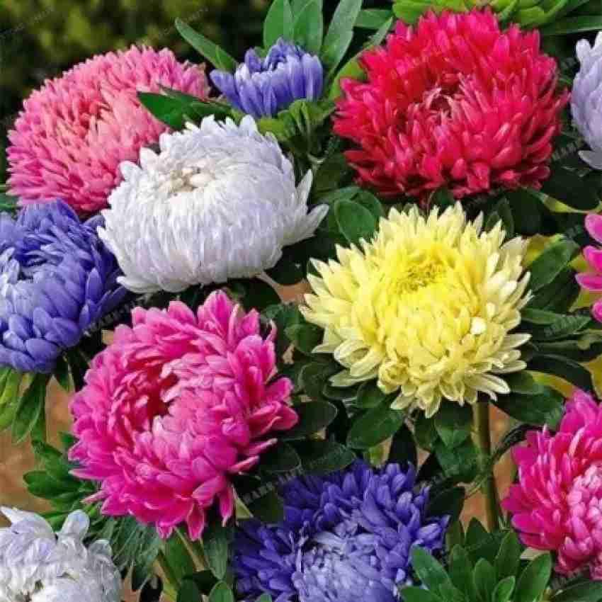 GreenWorld Special Multicolour Chandramallika Flower Plant/Chrysanthemum Flower Livee Plant,Ready To Blooming At 1-2 MonthHealthy Original Variety Live Plant (B0CN8T9GMS) Amazon Price History, Amazon Price Tracker
