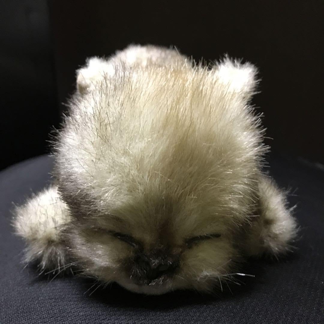 Amazon.co.jp: ぬいぐるみ 猫 ねこ 眠り猫 リーベ レトロ : おもちゃ 