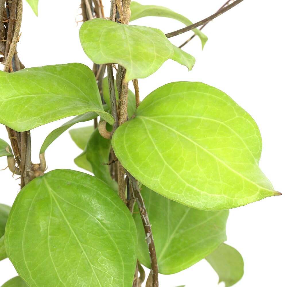 Amazon｜《終売》（観葉植物）ホヤ チュンニー 吊り鉢タイプ 4号（1