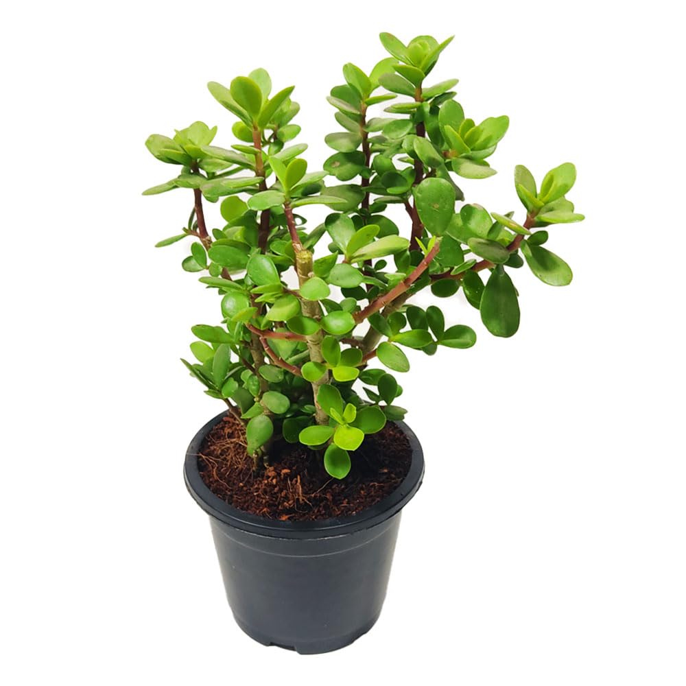 Ripee Jade Plant crassula ovata | Live Healthy Good Luck Plant For Vastu, Home & Office Desk For Indoor Gardening | Pack Of 1 | small plant with Black pot (B0D2W13YXR) Amazon Price History, Amazon Price Tracker