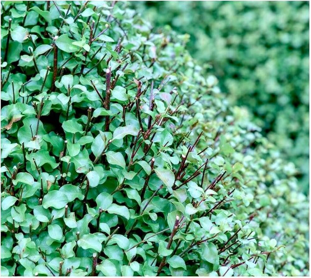 Pittosporum Tom Thumb. Shrubs For Sale Uk