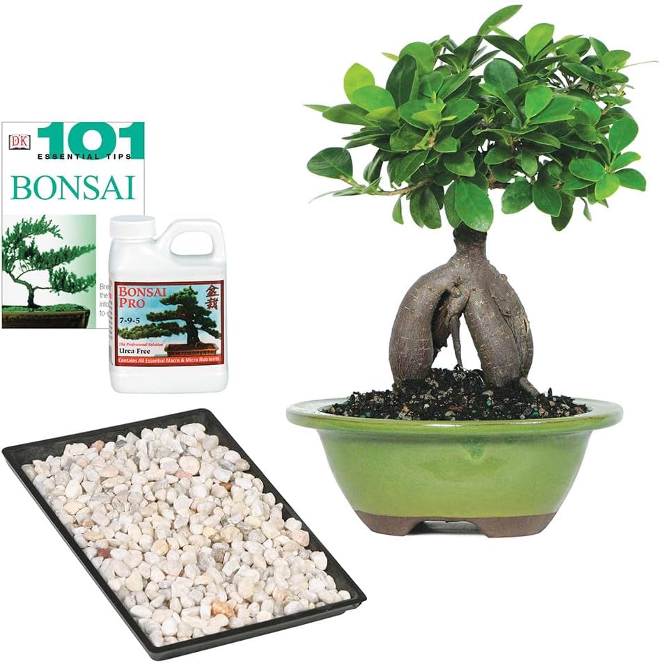 Brussel's Bonsai Ginseng Ficus Indoor Bonsai Kit
