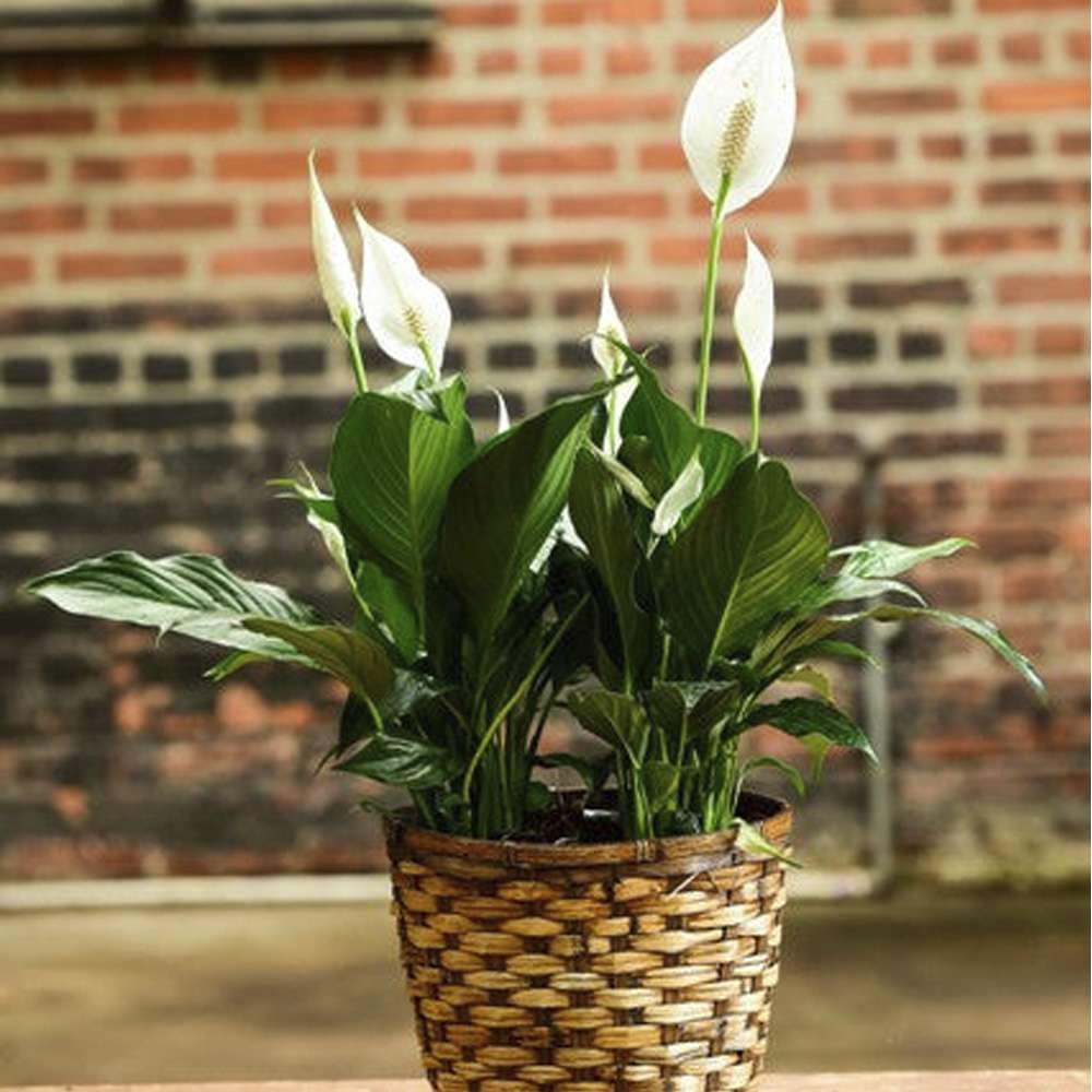snake plant name Desktop Snake Plant 'Sayuri' Delivered Tomorrow In NYC, NJ, CT, Boston,  Providence, Washington DC, Baltimore, Philadelphia, Princeton, Long Island,