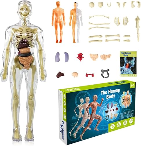 Modelo de torso de cuerpo humano 3D para niños, modelo de anatomía de niños, modelo de Skelton humano anatómico científico con piezas extraíbles,