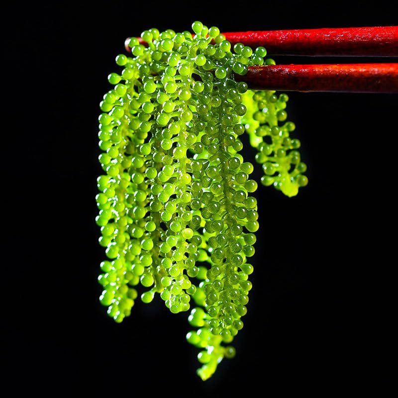 Sea grapes, algae salad, 120g/pack, delicious and refreshing, served with sauce, crispy and low-fat, ready to eat. (2bag)