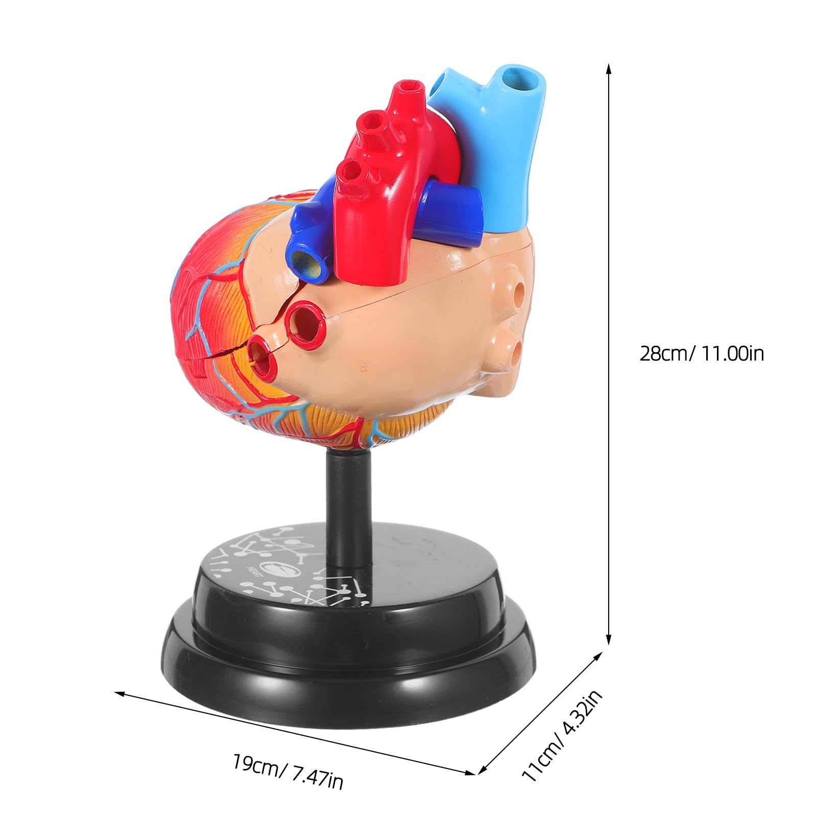 Corazón Humano Anatómicamente Preciso Base Roja