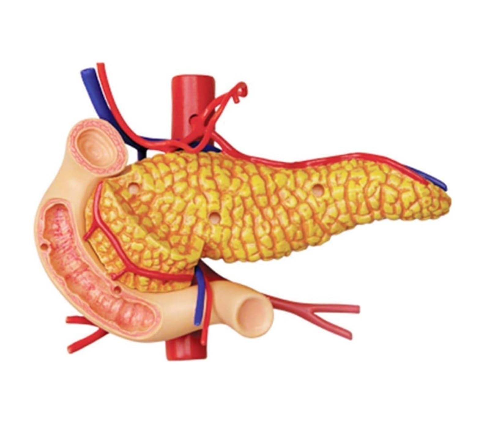 Anatomía De La Educación Modelo De Anatomía Órganos del Estómago Anatómico Humanos Desmontable 12 Piezas Humana Muñeca de Anatomía