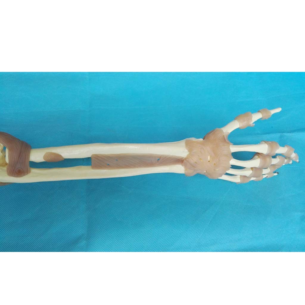 Modèle d'enseignement, modèles scientifiques de l'anatomie humaine - 1: 1 - Modèle fonctionnel d'articulation du membre supérieur - Modèle fonctionnel du ligament du squelette - Pour l'éducation médic