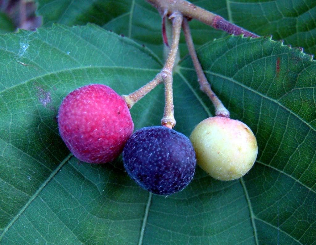 Maliagarden Live Phalsa (Grewia Asiatica) Fruit Plant