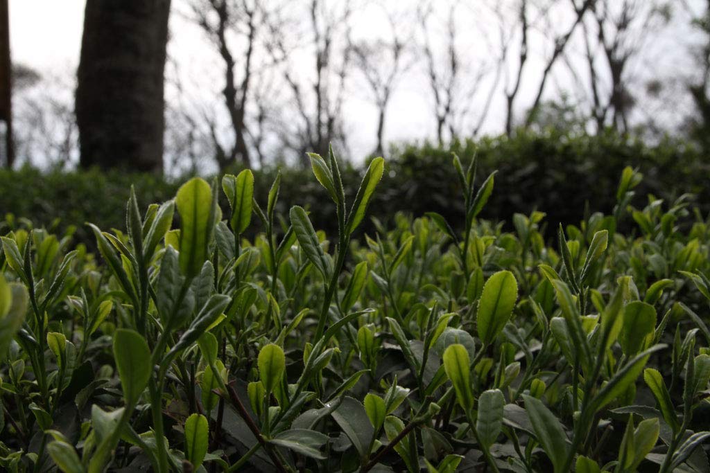 The Tao of Tea, Black Mango Black Tea, Loose Leaf, 4 Ounce Tin - Image 3