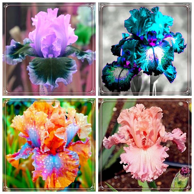 SJKOMNT Iris -Bulbs - Garden Stake Perfect for Outdoor Courtyard & Balcony Decoration-4 bulbs-a