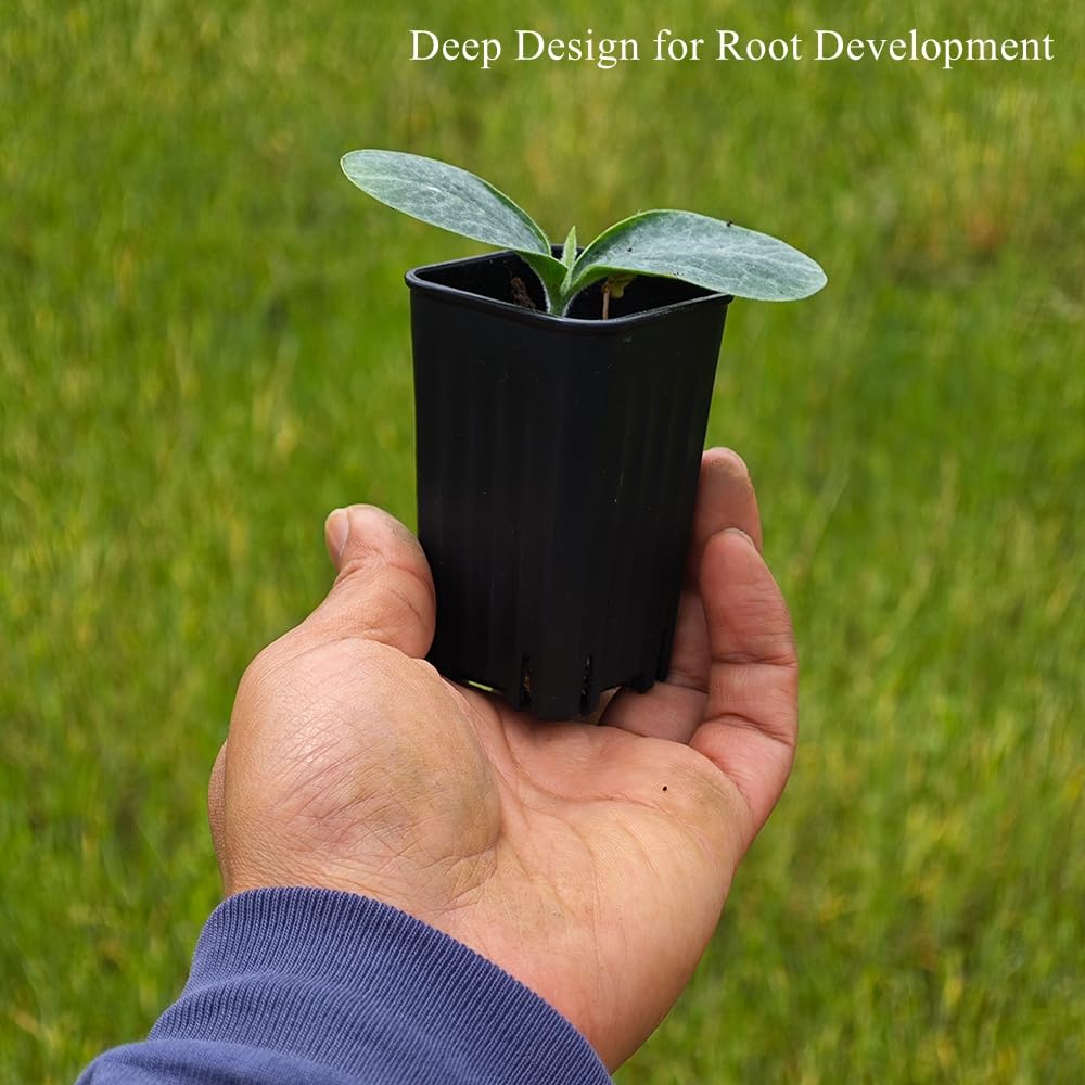 Lot de 180 petits pots de semis carrés en plastique noir de 5,9 cm avec trou de drainage pour germination, herbes et plantes grasses