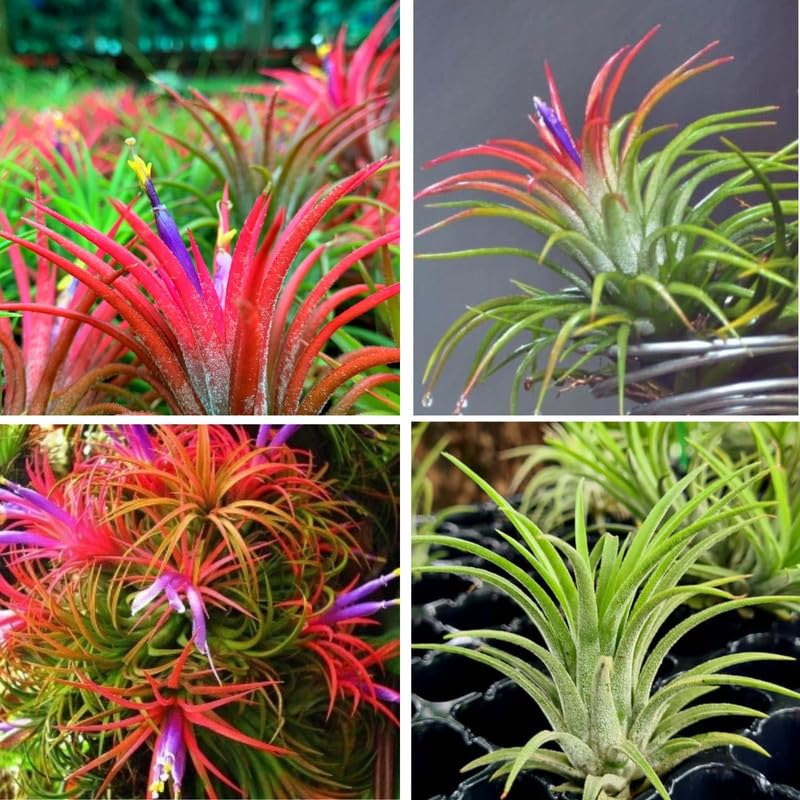 Amazon.com : 8 Air Plants, Tillandsia Air Plants Live Houseplants for  Garden, Red Lonantha Tillandsia Plant, Air Plant : Patio, Lawn & Garden