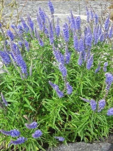 Miniatura 2 de 25 semillas de flor de pimienta de monje Vitex Agnus Castus