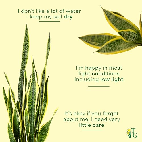 Miniatura 7 de Thorsen's Greenhouse Planta de serpiente abigarrada, Dracaena Trifasciata, Sansevieria, lengua de suegra, poca luz, fácil de cultivar, planta de