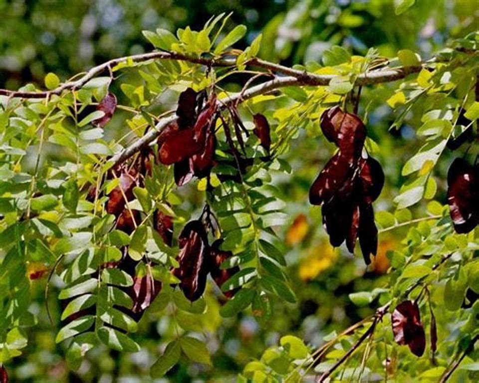 Acacia Concinna, Shikakai Herb Gardening Plant Seeds For Multiple Uses Beej 50 Seeds In Packet DF7-image-37