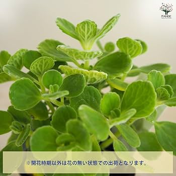 Amazon.co.jp: ITANSE ゴキブリよらず 9cm 9個セット ハーブ苗