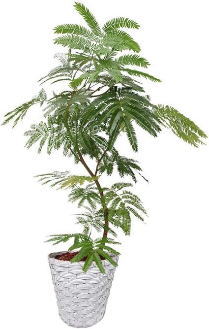 Amazon 観葉植物 イイハナ ドットコム エバーフレッシュ8号 バスケット フラワーギフト 花ギフト プレゼント 誕生日 お祝い 記念日 室内 ご自宅用 栽培キット オンライン通販 Amazon 観葉植物 イイハナ ドットコム エバーフレッシュ8号 バスケット フラワーギフト 花ギフト プレゼント 誕生日 お祝い 記念日 室内 ご自宅用 栽培キット オンライン通販