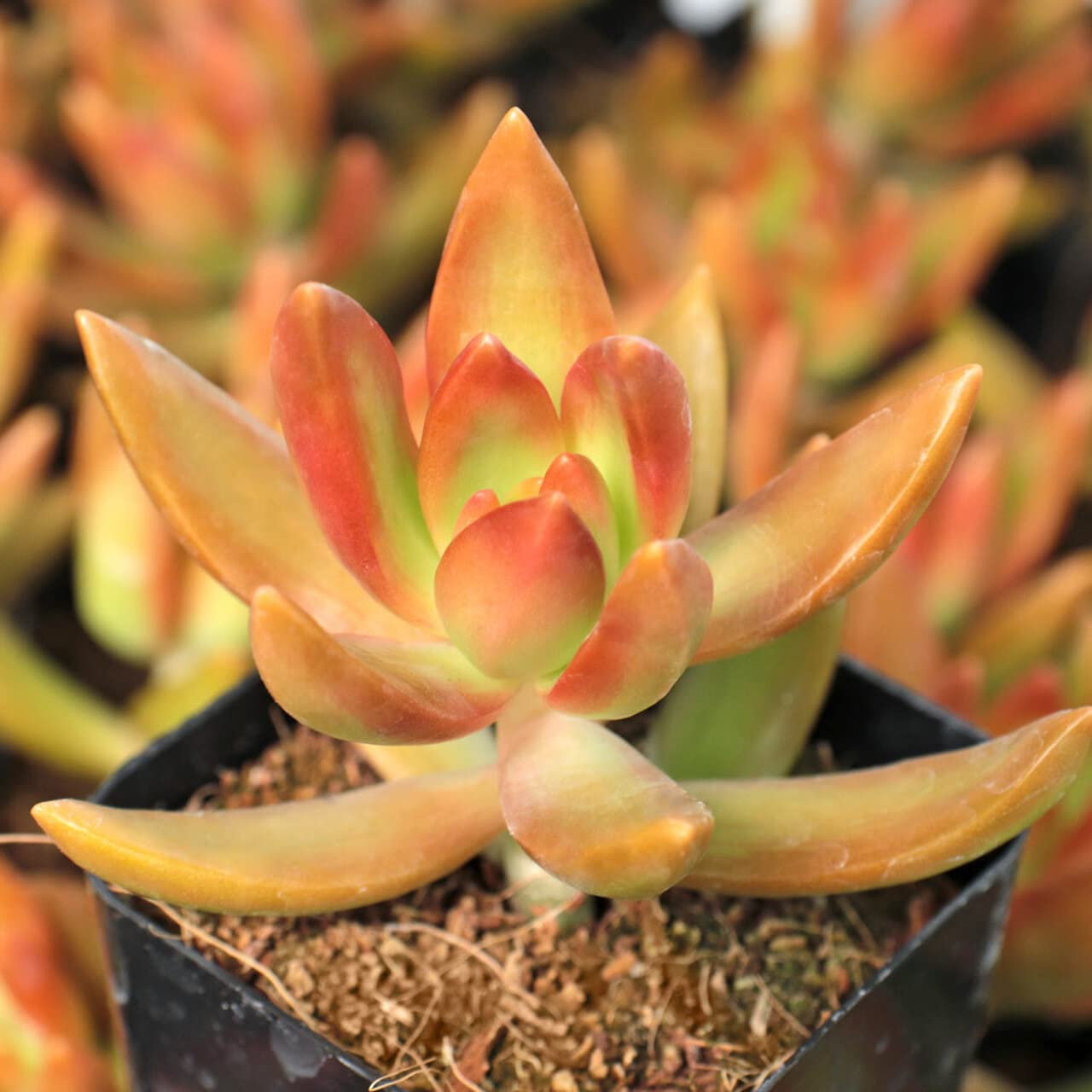 PlantaZee Succulent| Sedum Nussbaumerianum-Nussbaumer?s Sedum-Coppertone Stonecrop Live Plant with Earthen Pot vastu Plant