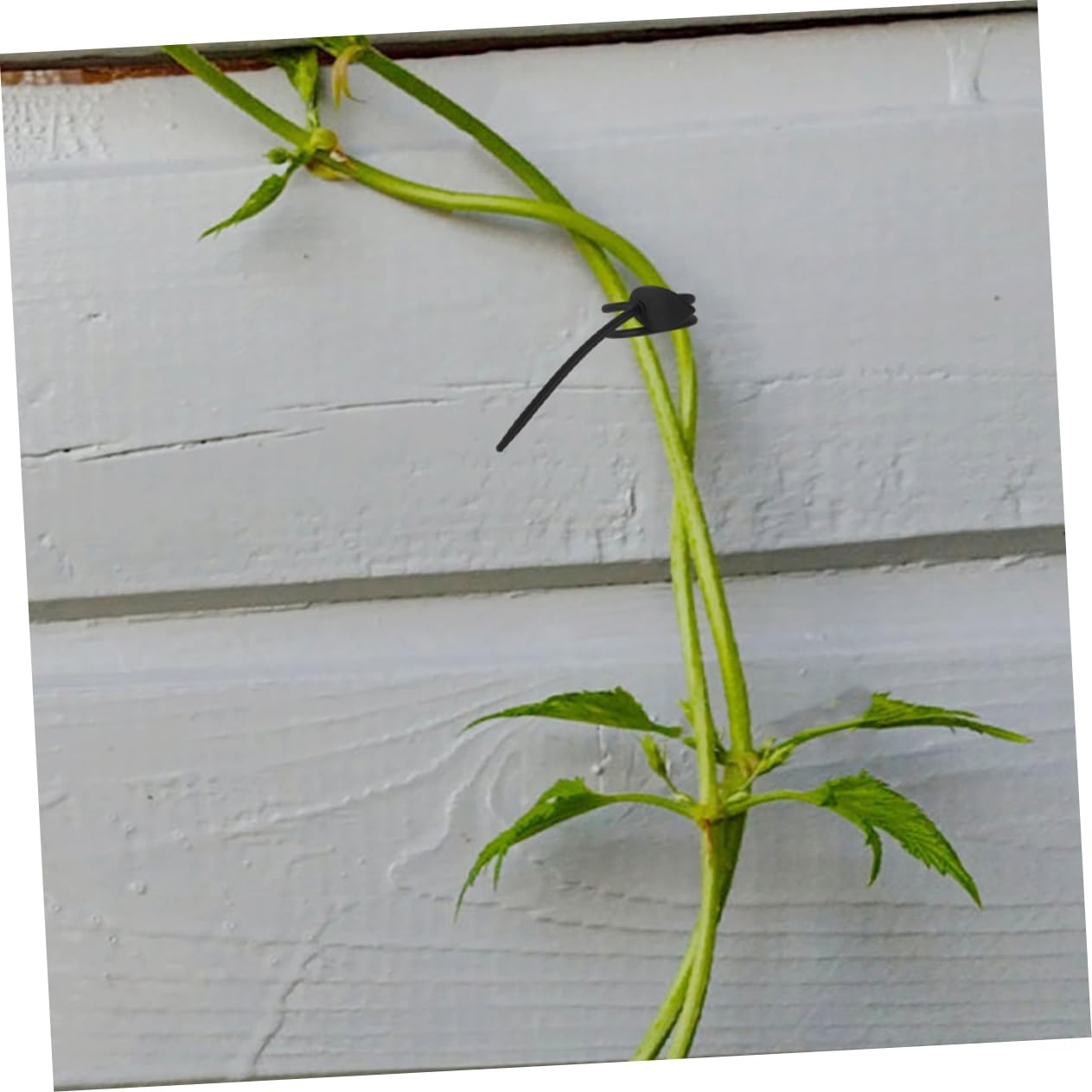 BESPORTBLE 4 Juegos Correas De Jardín Pastoral Poste De La Planta Lazos De Plantas Accesorio De Fijación De Plantas Lazos Reutilizables para Plantas De Jardín Gel De Sílice 20 Piezas * 4