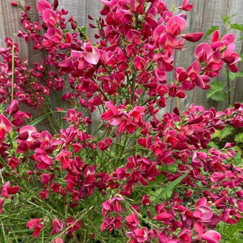 semi resistenti di ginestra - decorativi di ginestra, siepi cespugli sempreverdi, resistenti, mini giardino 100pcs