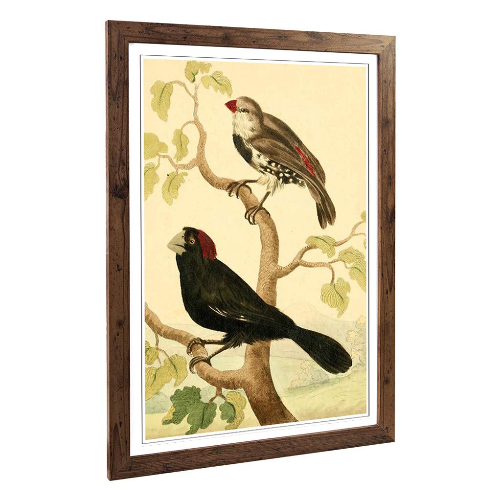 Big Box Art Framed Print of Vintage Charles R Ryley Grosbeaks Design | Wall Art Picture | Home Decor for Kitchen, Living Room, Bedroom, Hallway, Walnut, A2 / 24.5x18 Inch / 62x45cm