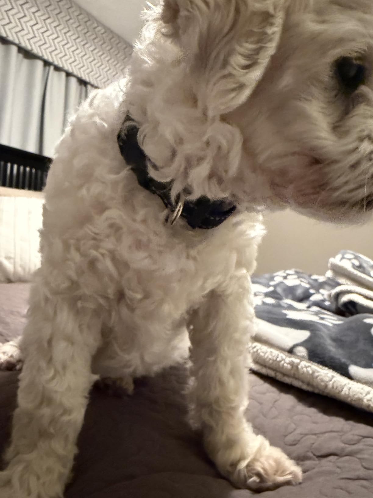 PaiPaitek No Shock Dog Training Collar