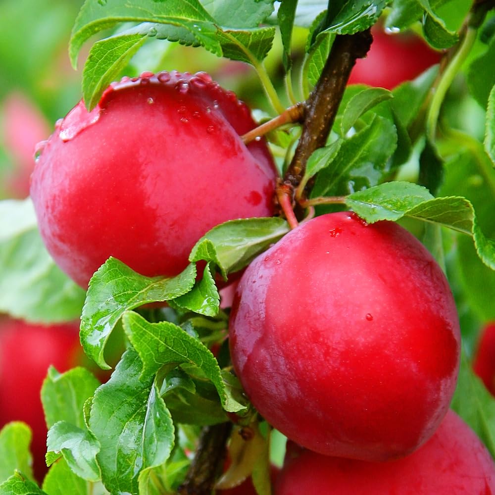Ruby Prince Plum Tree