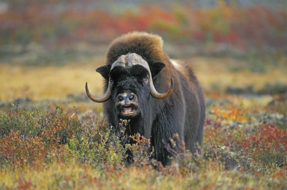 PosterazziTk0034 Thomas Kitchin Muskox On Arctic Tundra. Northwest Territories Canada. Autumn. Ovibos Moschatus. Poster Print, (17 x 11)